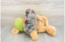 Fluffy Cavapoo Poodle Mix Pup