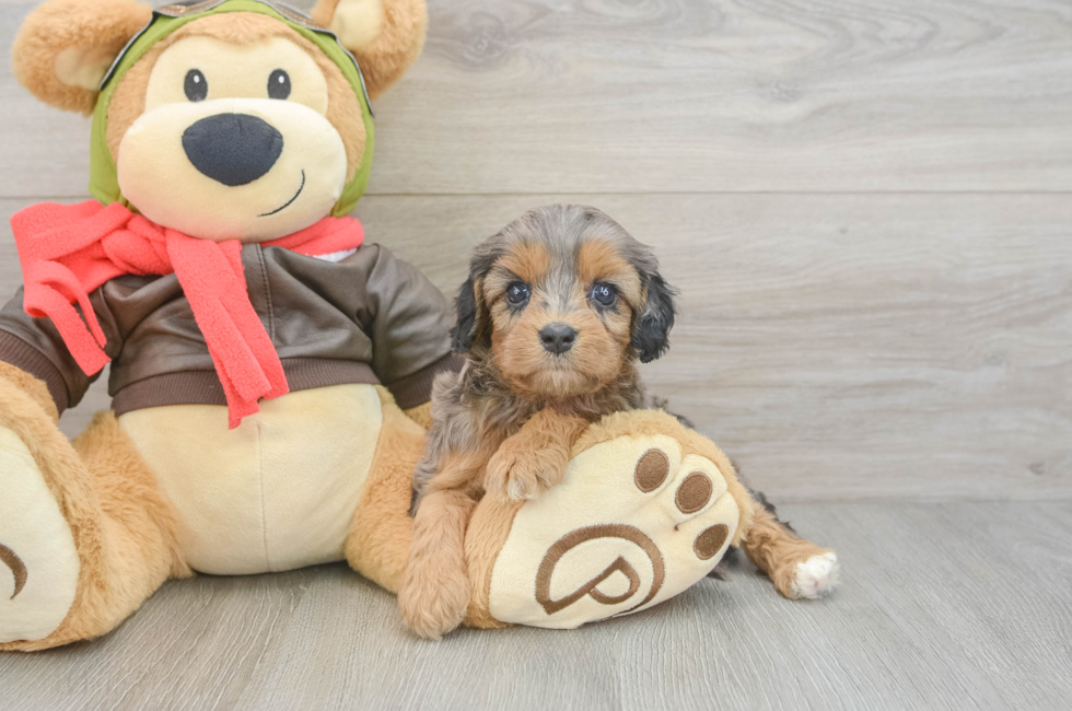 5 week old Cavapoo Puppy For Sale - Premier Pups