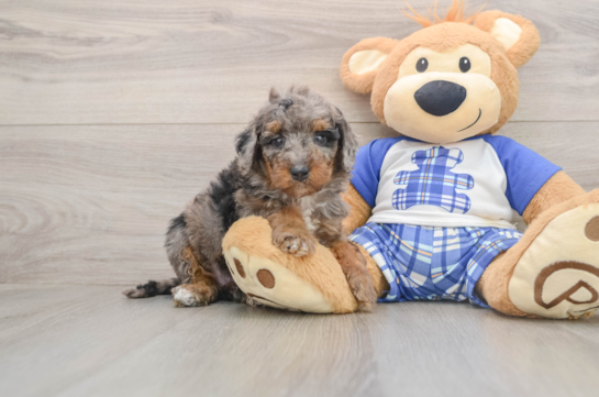 Best Cavapoo Baby