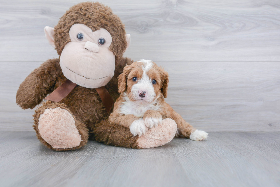 Cavapoo Pup Being Cute