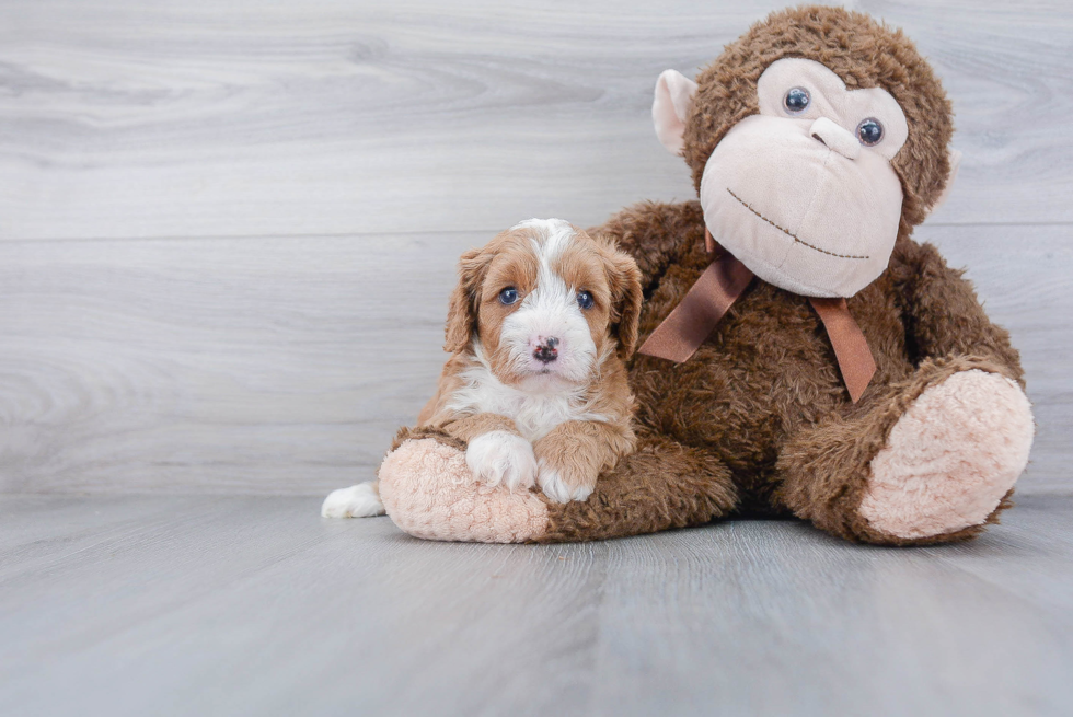 Cavapoo Puppy for Adoption