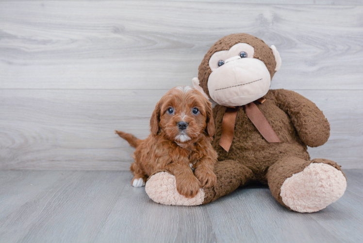 Cavapoo Puppy for Adoption