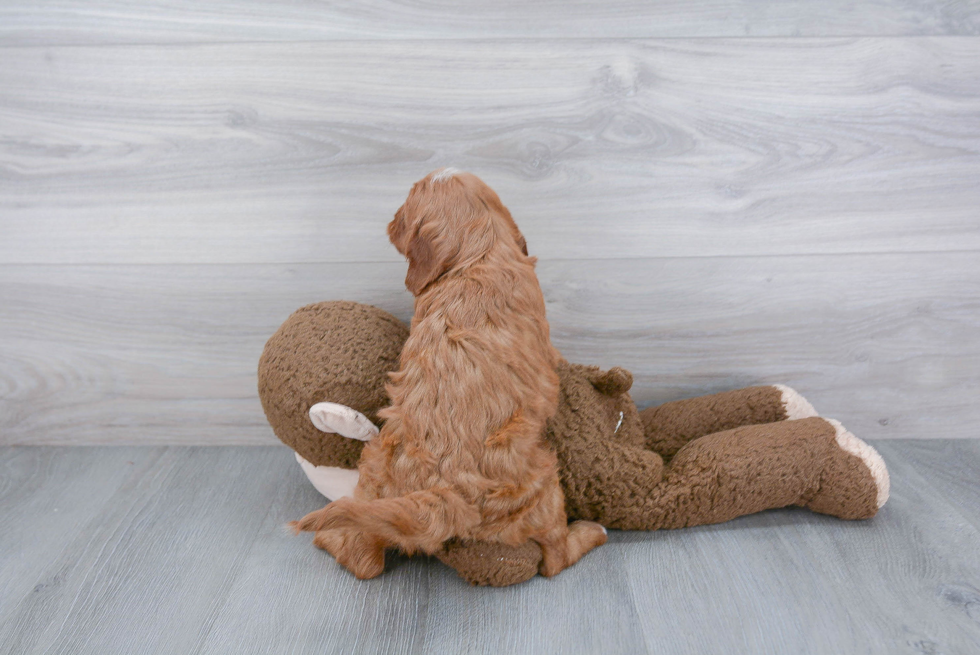 Playful Cavoodle Poodle Mix Puppy