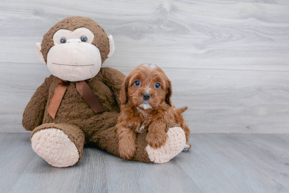 Happy Cavapoo Baby