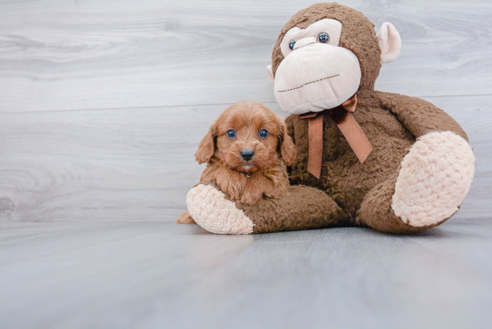 Petite Cavapoo Poodle Mix Pup