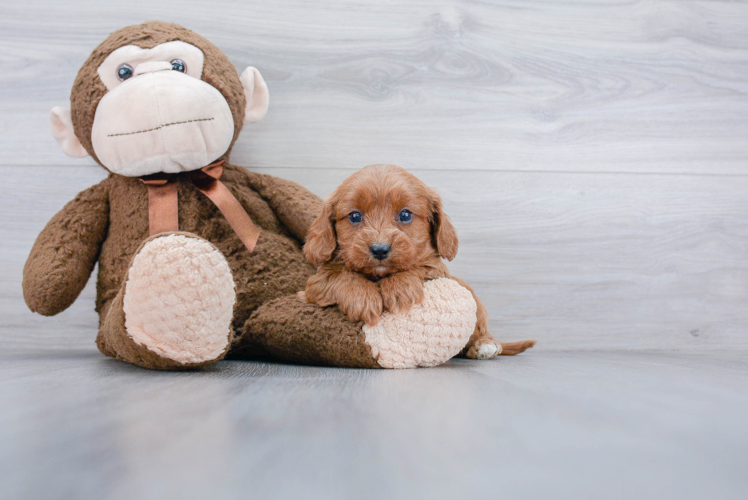 Little Cavoodle Poodle Mix Puppy