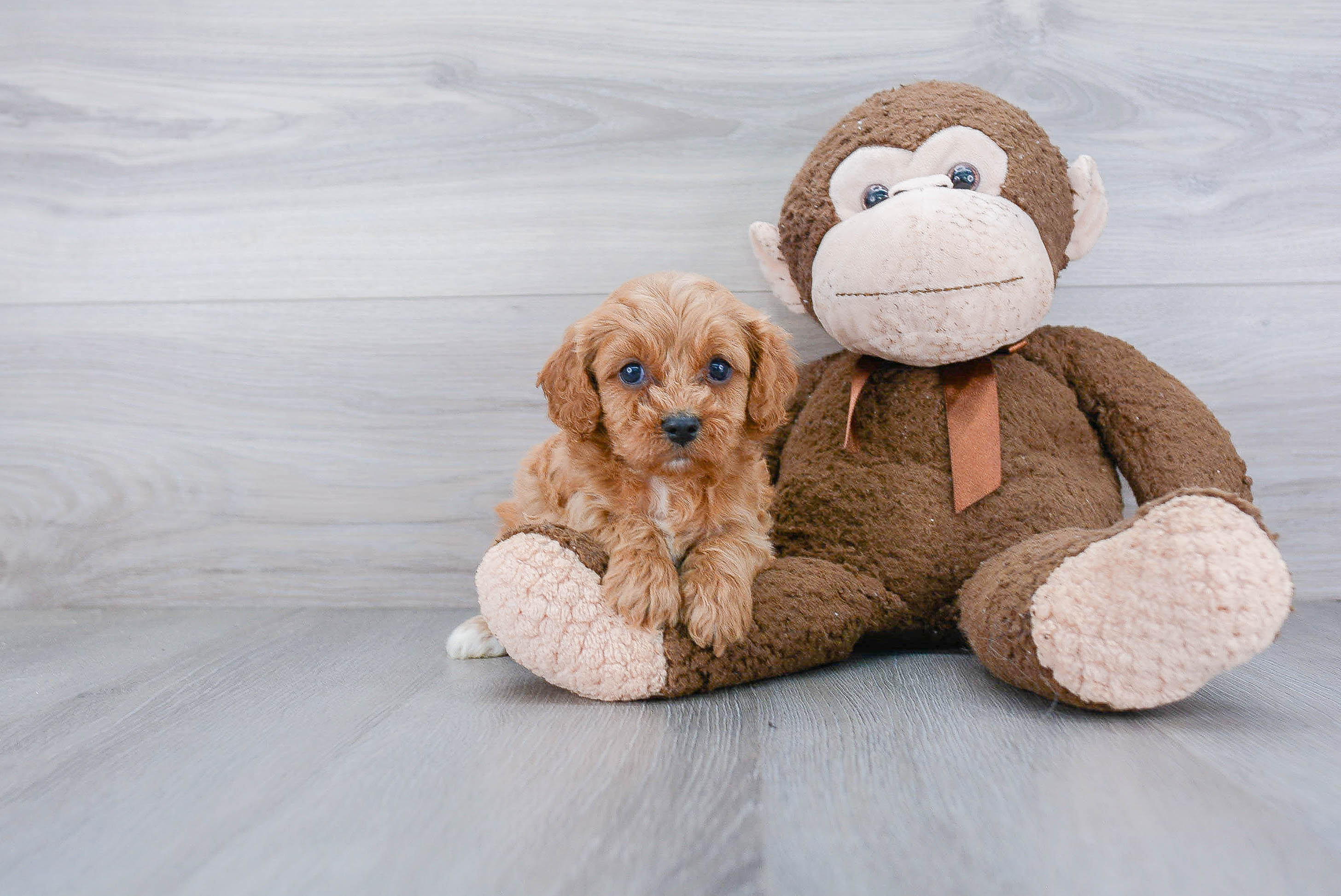 Friendly Cavapoo Baby
