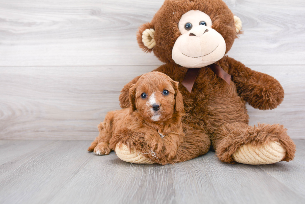 Hypoallergenic Cavoodle Poodle Mix Puppy