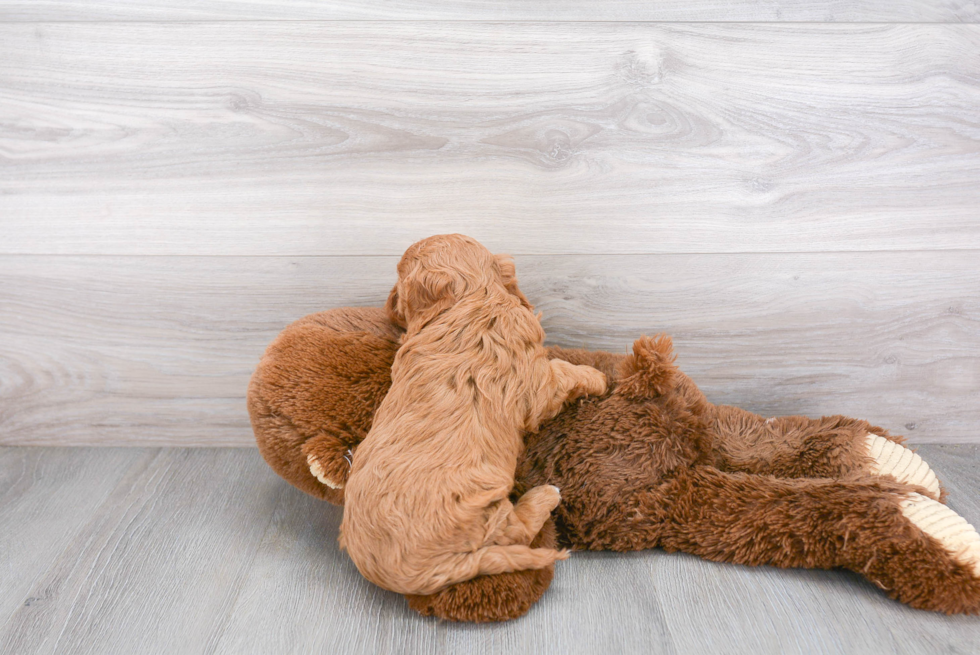 Cavapoo Pup Being Cute