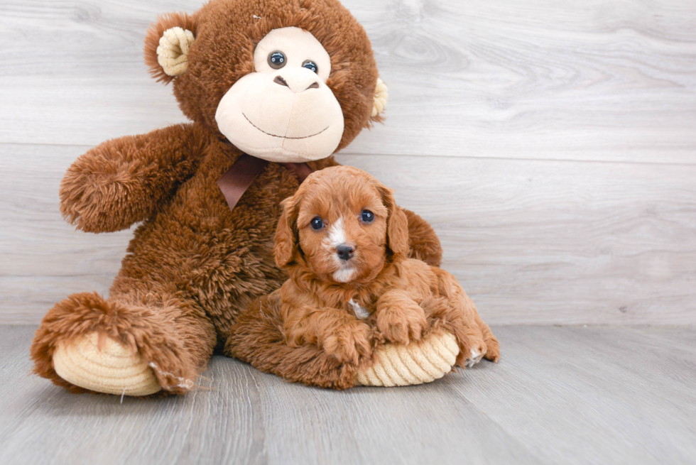 Petite Cavapoo Poodle Mix Pup