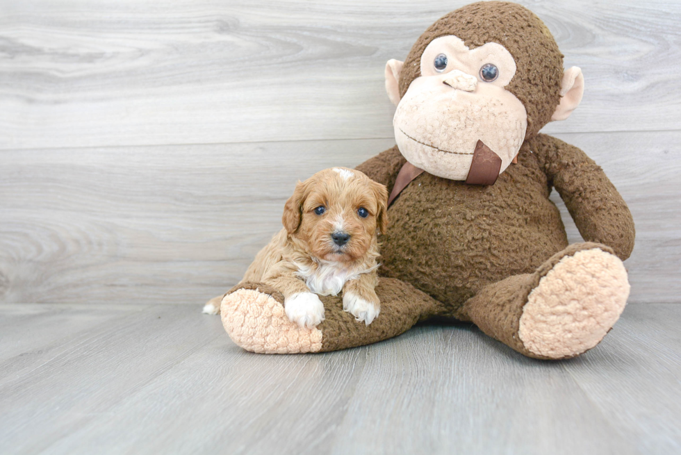 Small Cavapoo Baby