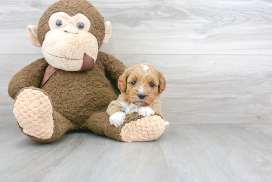 Hypoallergenic Cavoodle Poodle Mix Puppy