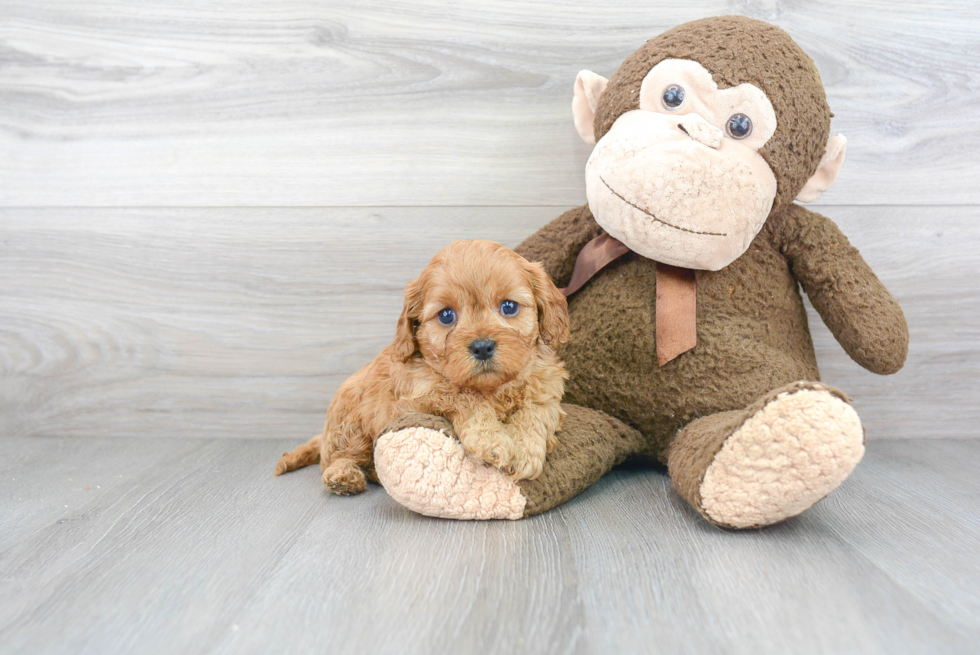 Hypoallergenic Cavoodle Poodle Mix Puppy