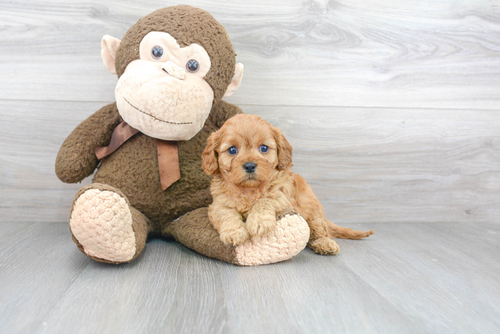 Cavapoo Puppy for Adoption