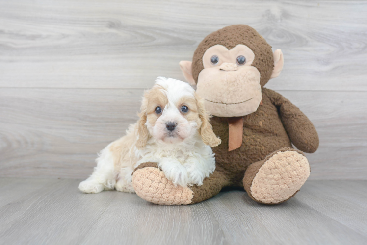 Adorable Cavoodle Poodle Mix Puppy