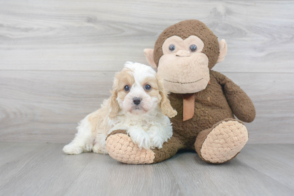 Adorable Cavoodle Poodle Mix Puppy