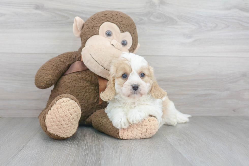 Hypoallergenic Cavoodle Poodle Mix Puppy