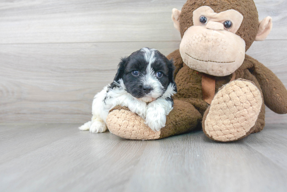 Cute Cavapoo Poodle Mix Pup