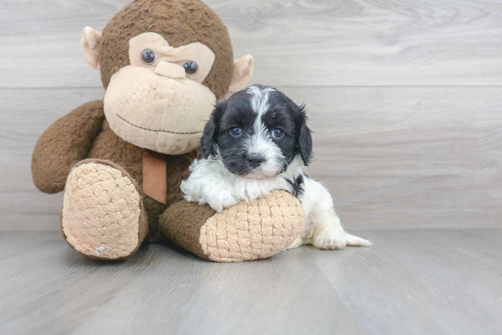 Cavapoo Pup Being Cute