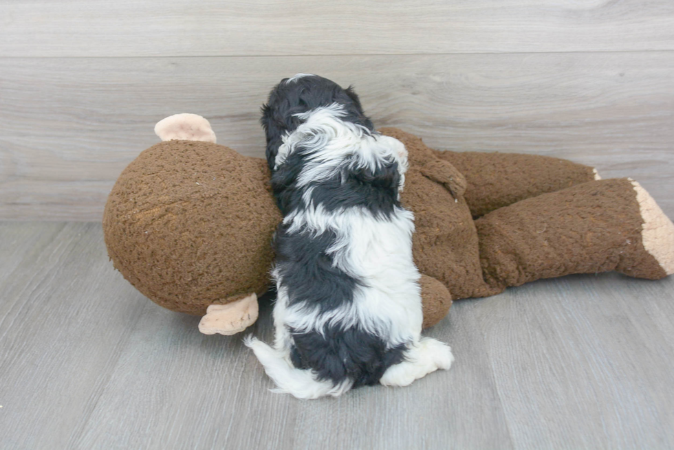 Cute Cavapoo Baby