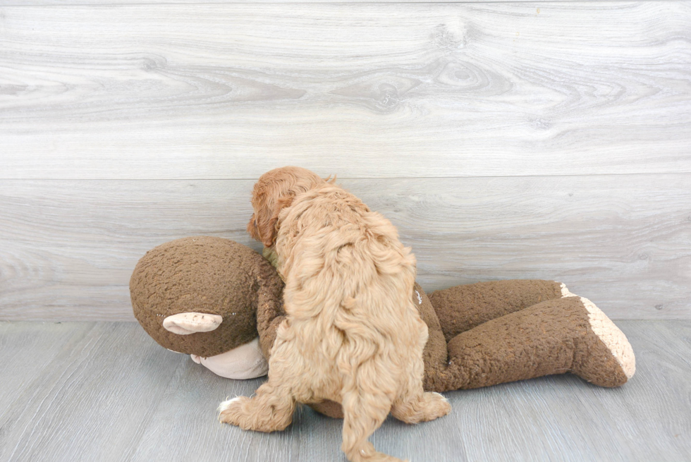 Sweet Cavapoo Baby