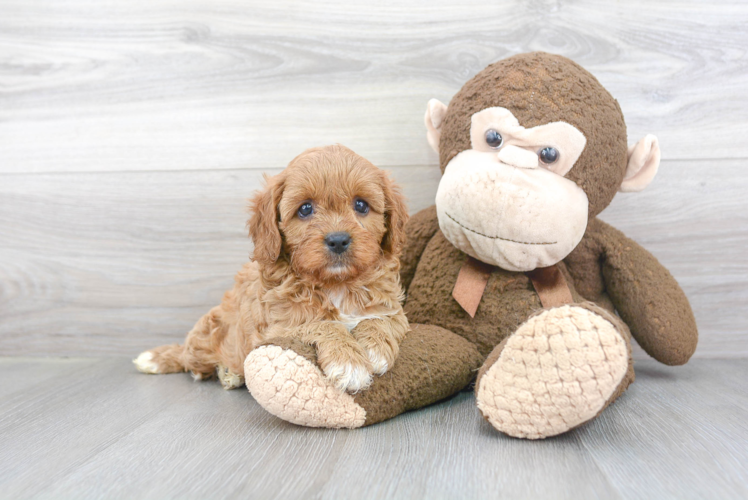 Cavapoo Puppy for Adoption