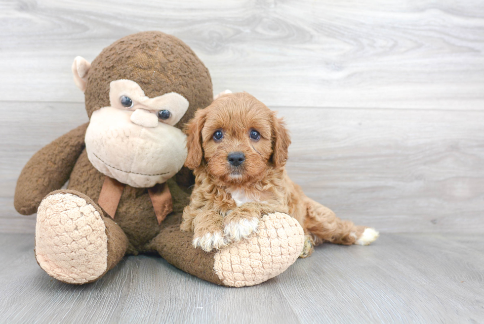 Best Cavapoo Baby