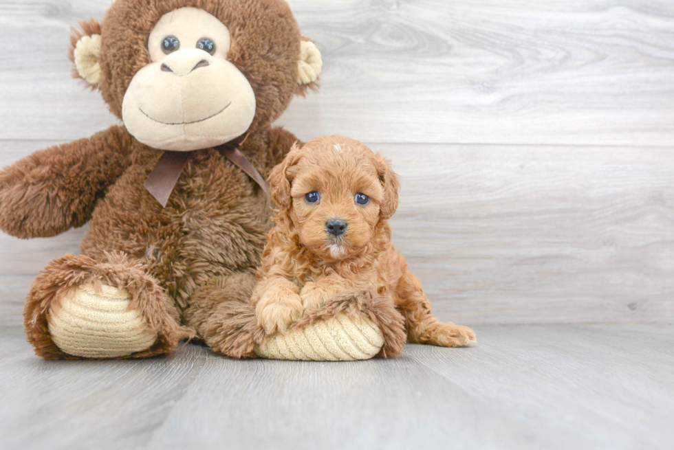 Cavapoo Puppy for Adoption