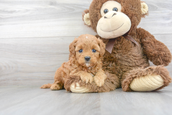 Cute Cavapoo Baby