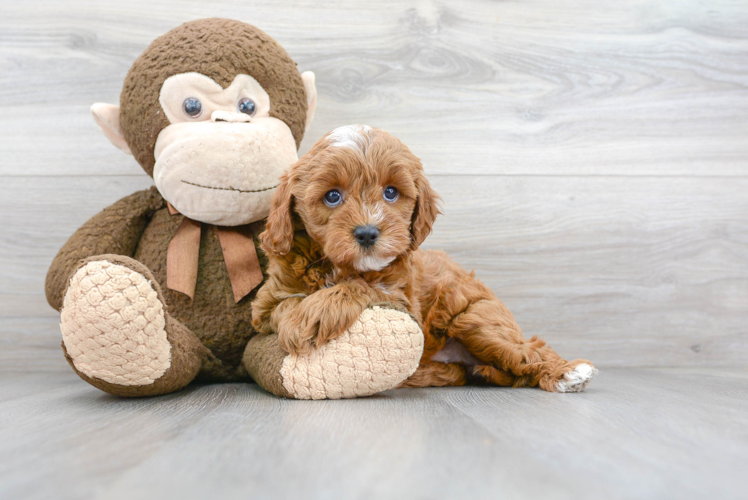 Funny Cavapoo Poodle Mix Pup