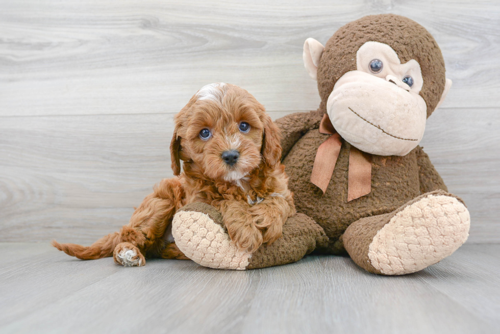 Adorable Cavoodle Poodle Mix Puppy