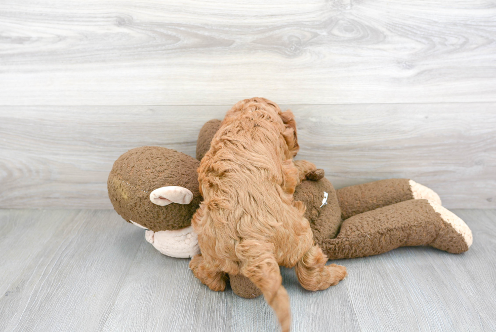 Cavapoo Pup Being Cute