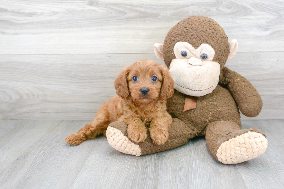 Small Cavapoo Baby