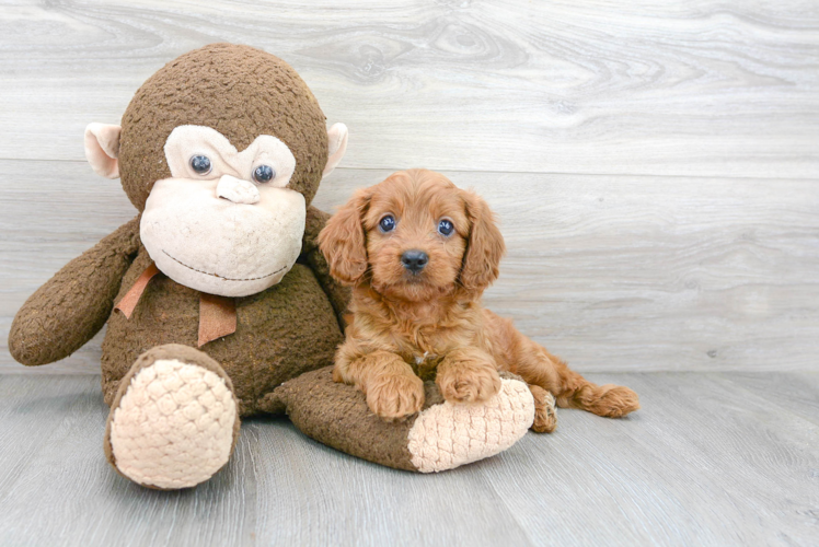 Energetic Cavoodle Poodle Mix Puppy