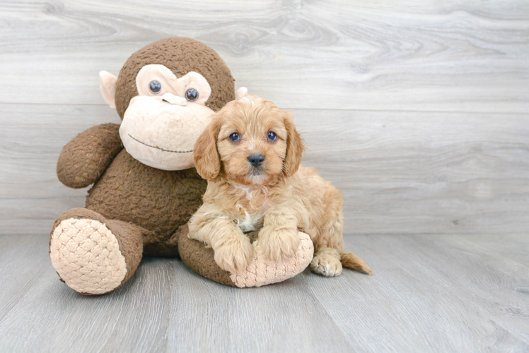 Petite Cavapoo Poodle Mix Pup