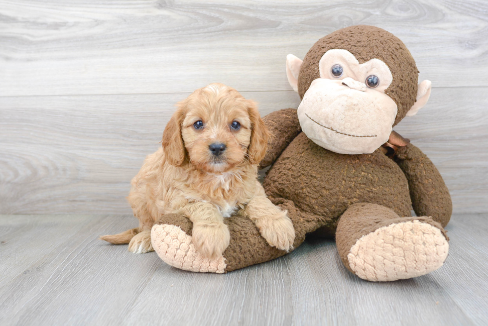 Cavapoo Pup Being Cute