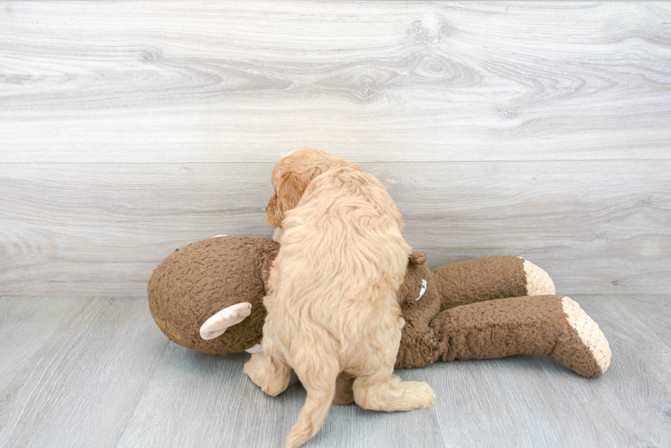 Little Cavoodle Poodle Mix Puppy