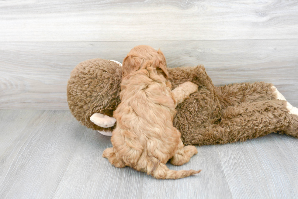 Sweet Cavapoo Baby