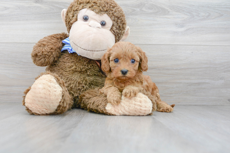 Fluffy Cavapoo Poodle Mix Pup