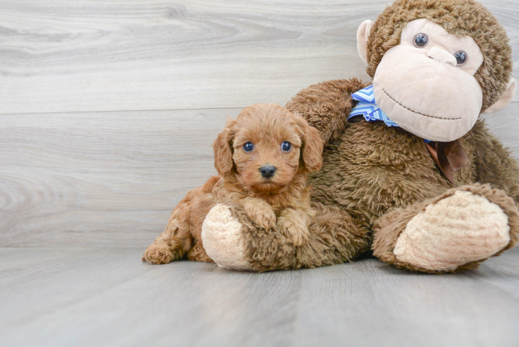 Cavapoo Pup Being Cute