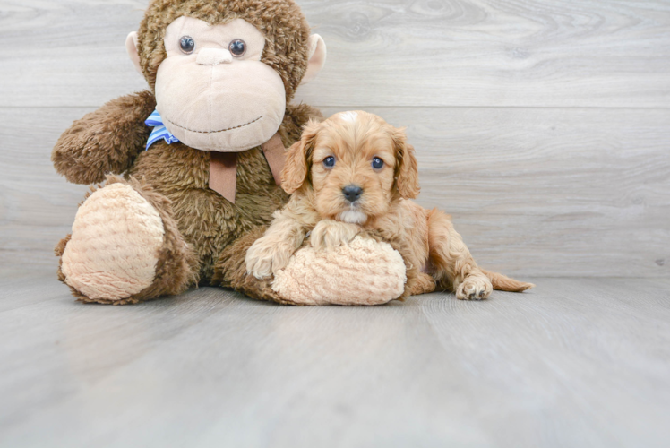 Friendly Cavapoo Baby