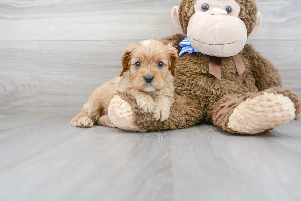 Playful Cavoodle Poodle Mix Puppy