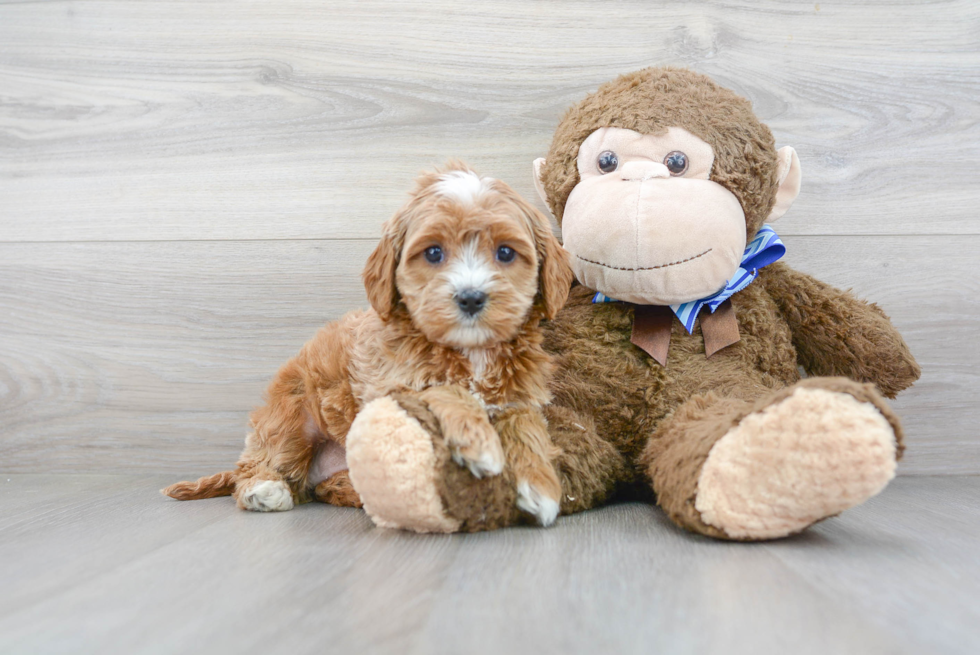 Little Cavoodle Poodle Mix Puppy