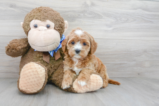 Smart Cavapoo Poodle Mix Pup