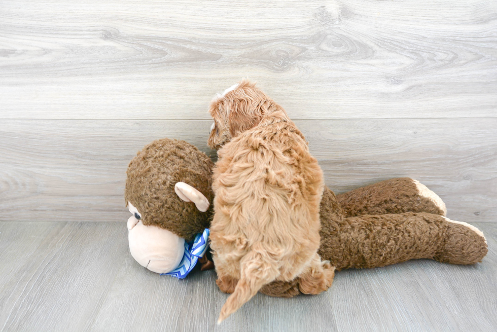 Cavapoo Pup Being Cute