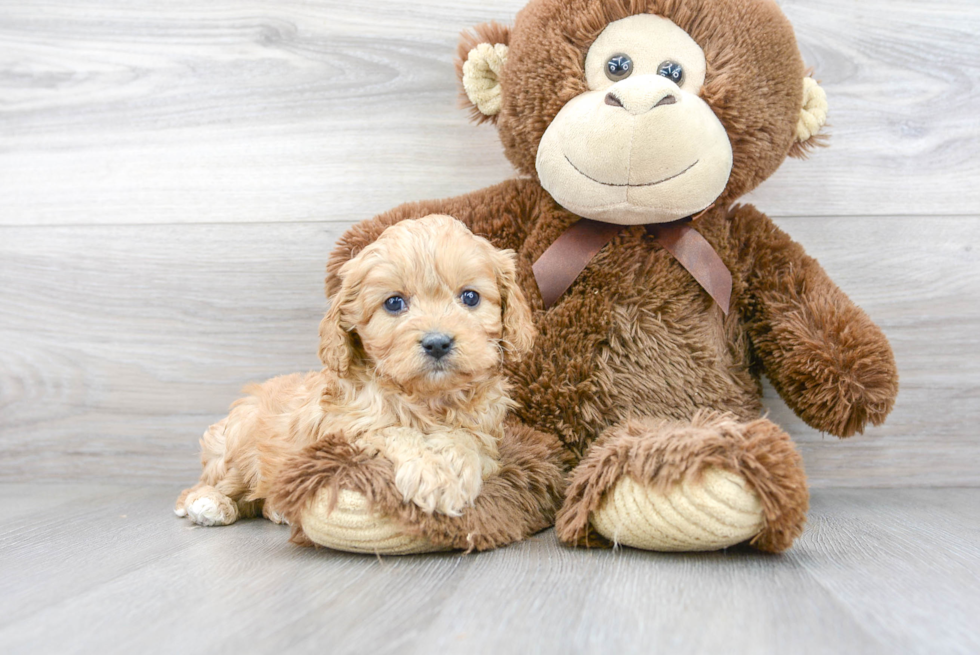 Cavapoo Pup Being Cute