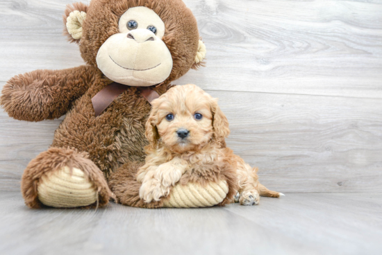 Cute Cavapoo Baby