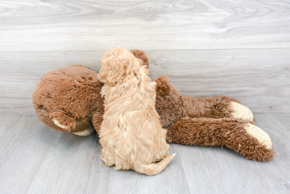 Happy Cavapoo Baby