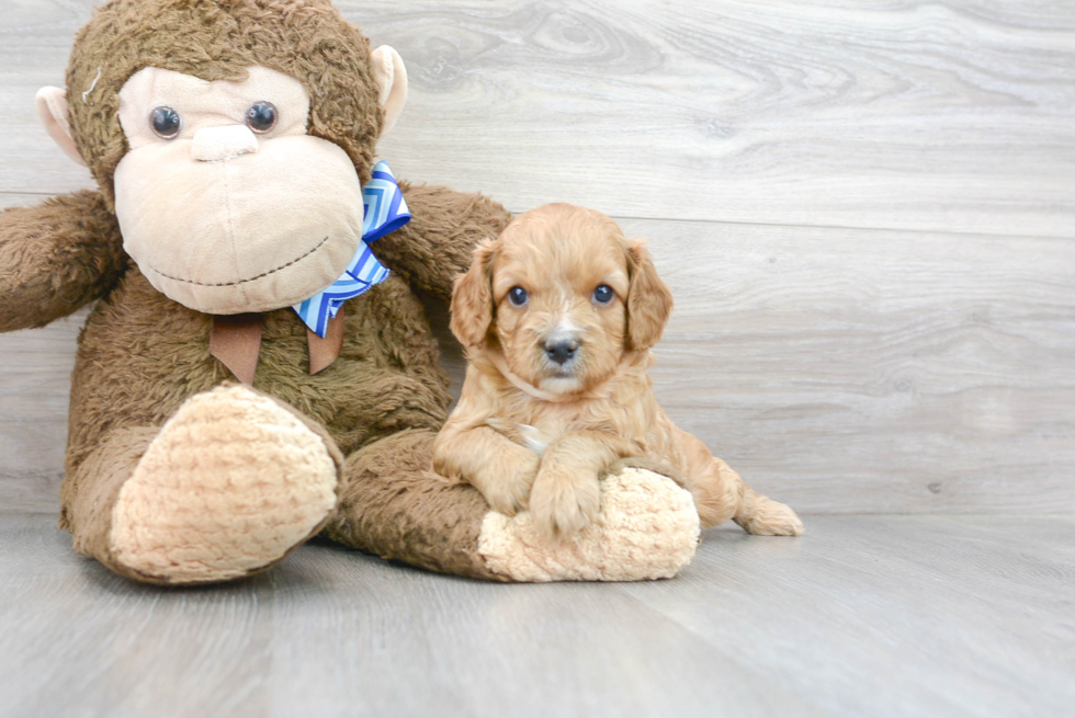 Cute Cavapoo Poodle Mix Pup