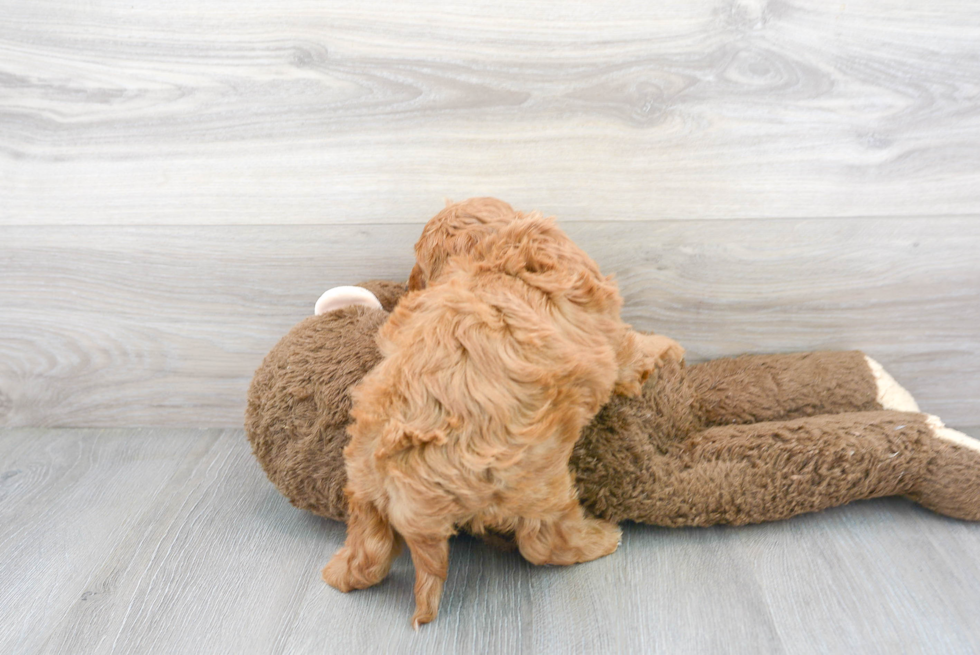 Cavapoo Puppy for Adoption